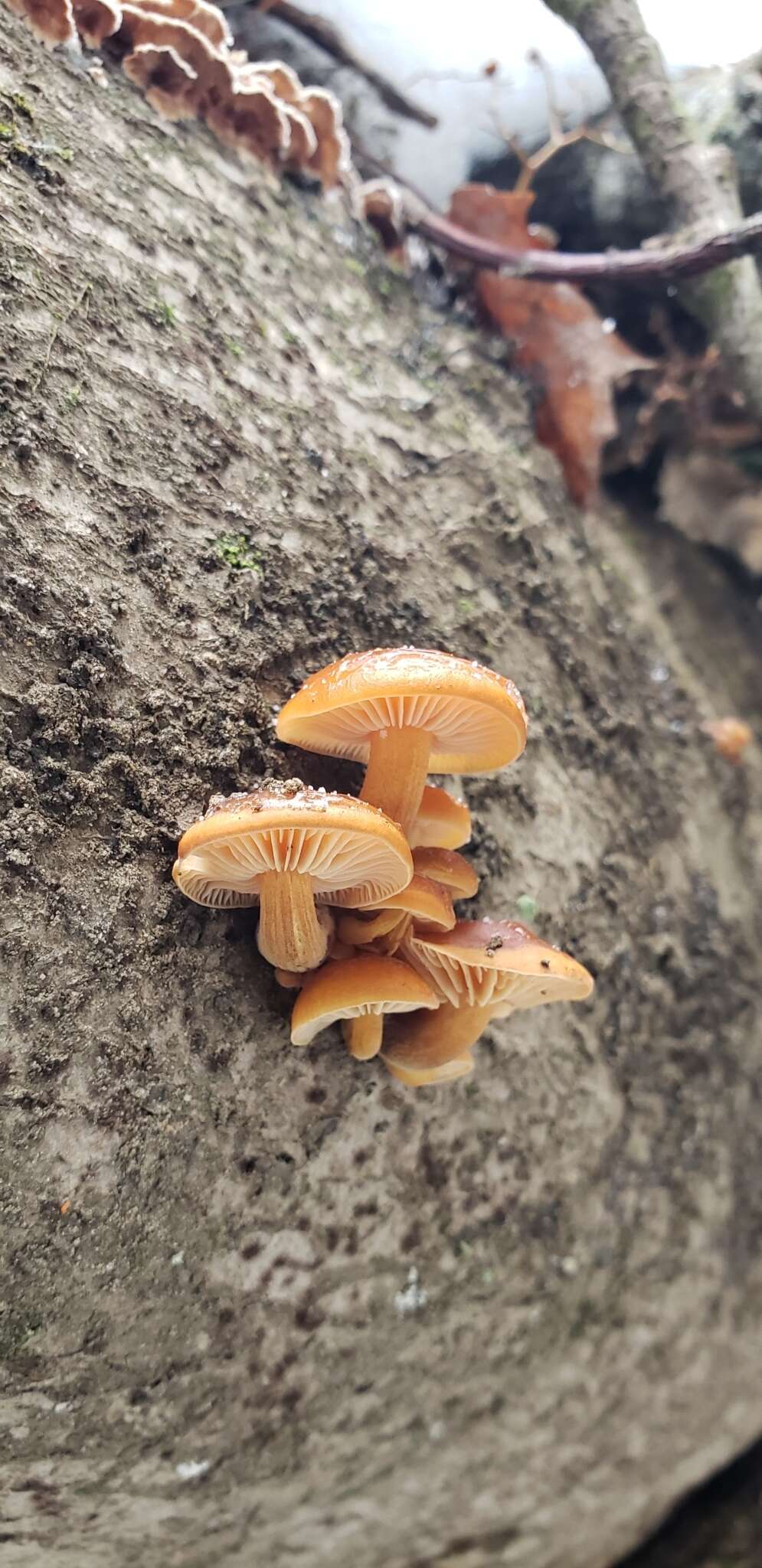 Plancia ëd Flammulina velutipes (Curtis) Singer 1951