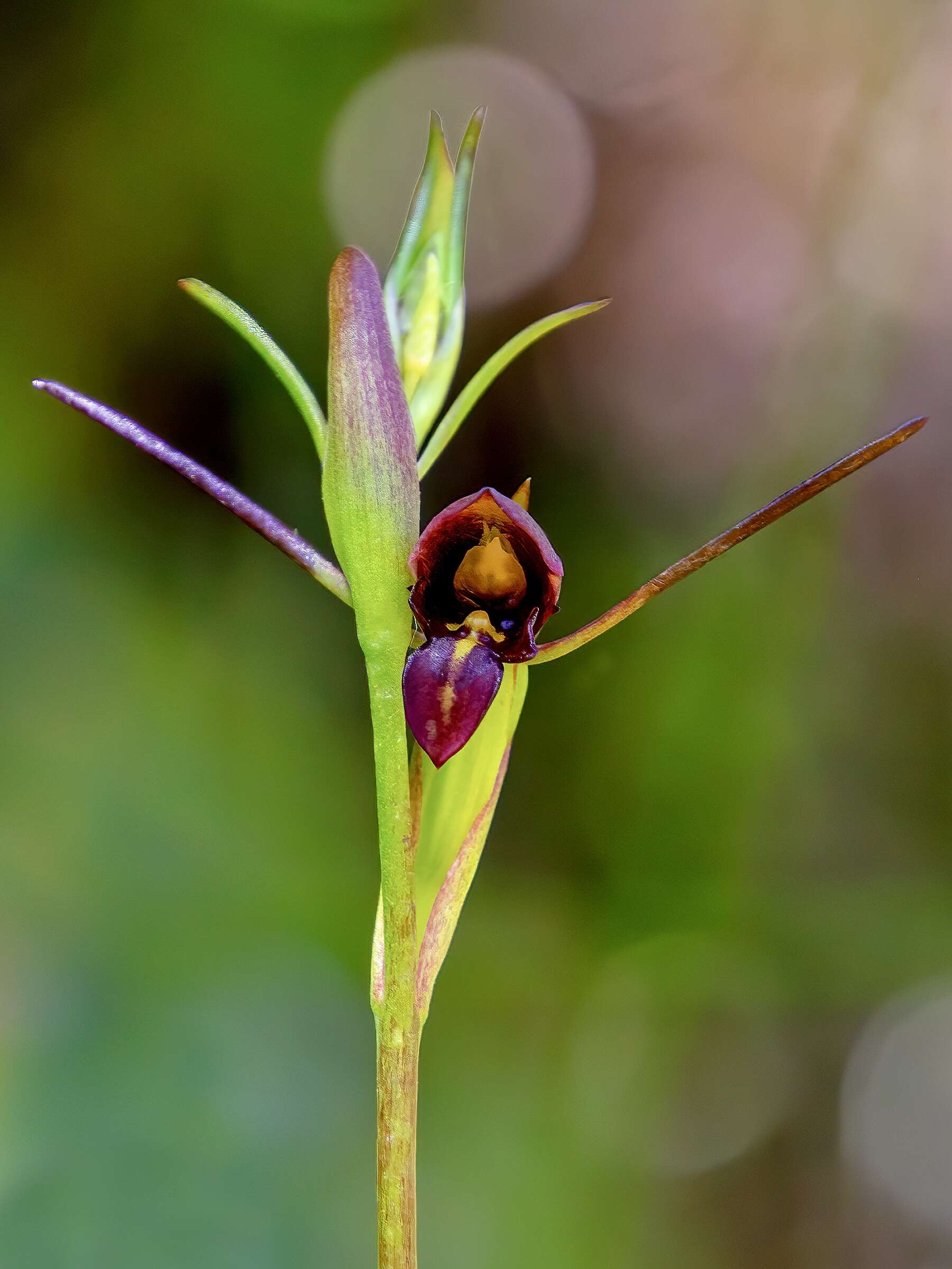 Image of Horned orchid