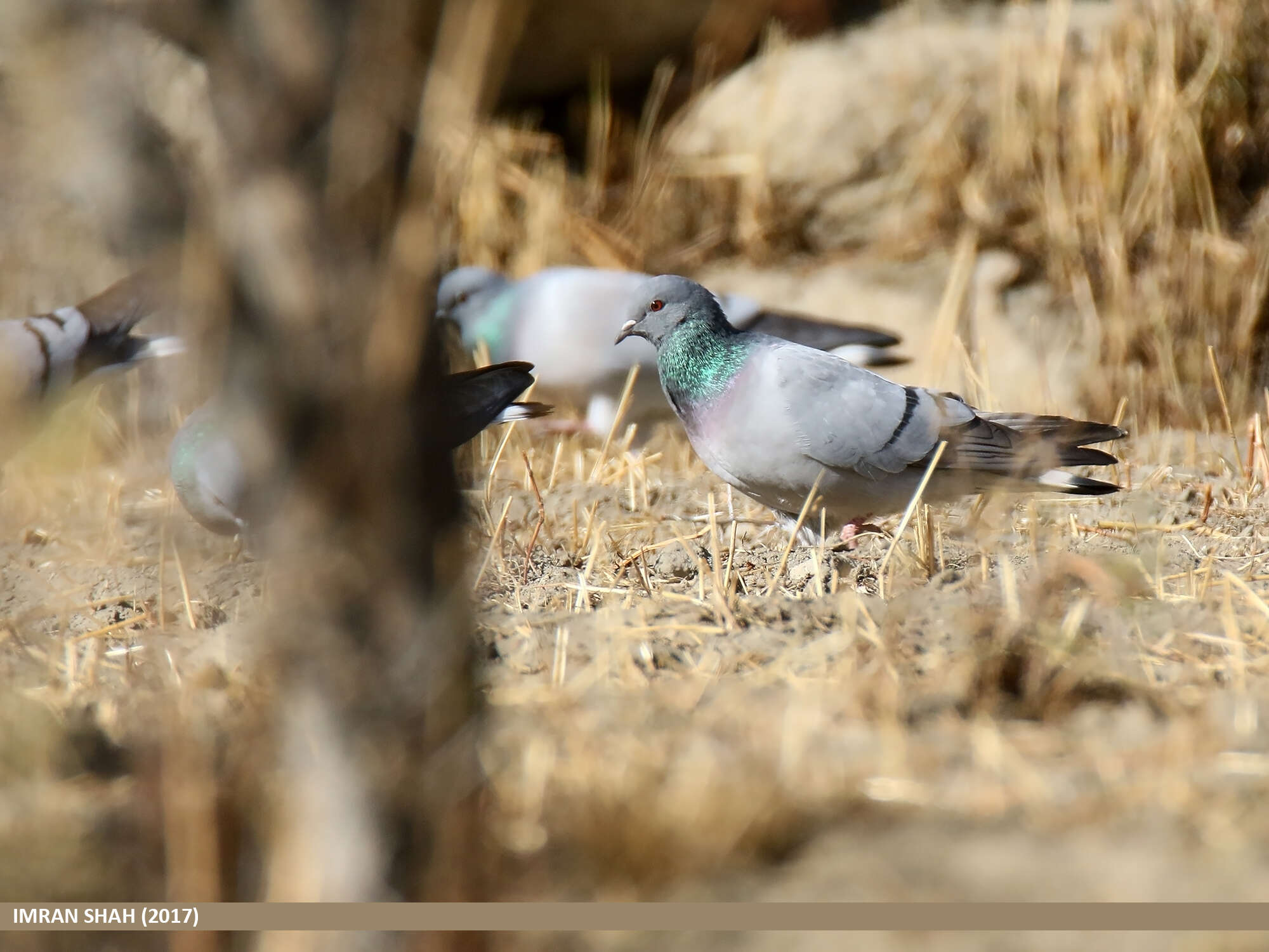 Image of Hill Pigeon