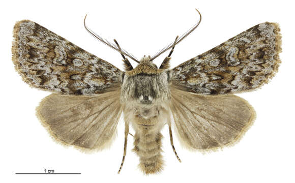 Image of Ichneutica falsidica