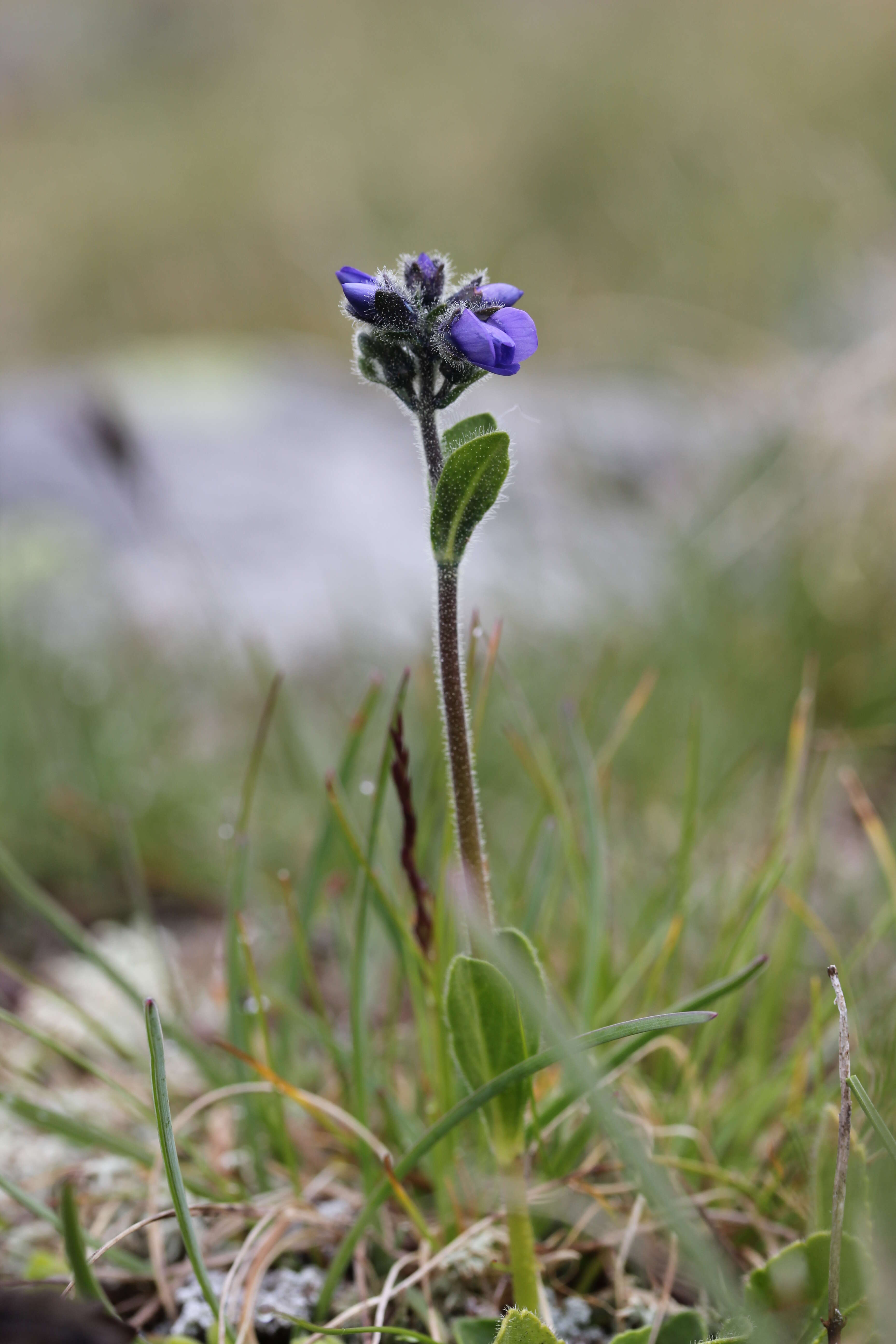 Image of Gänseblümchen-Ehrenpreis