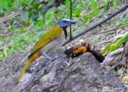 Image of Buff-throated Saltator