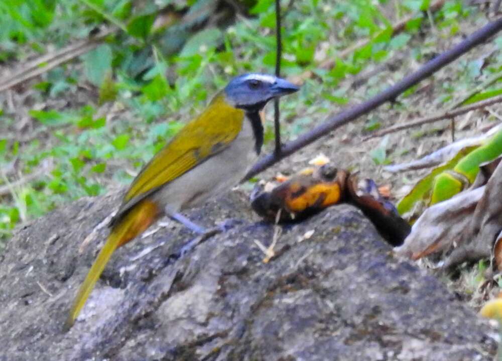 Image of Buff-throated Saltator