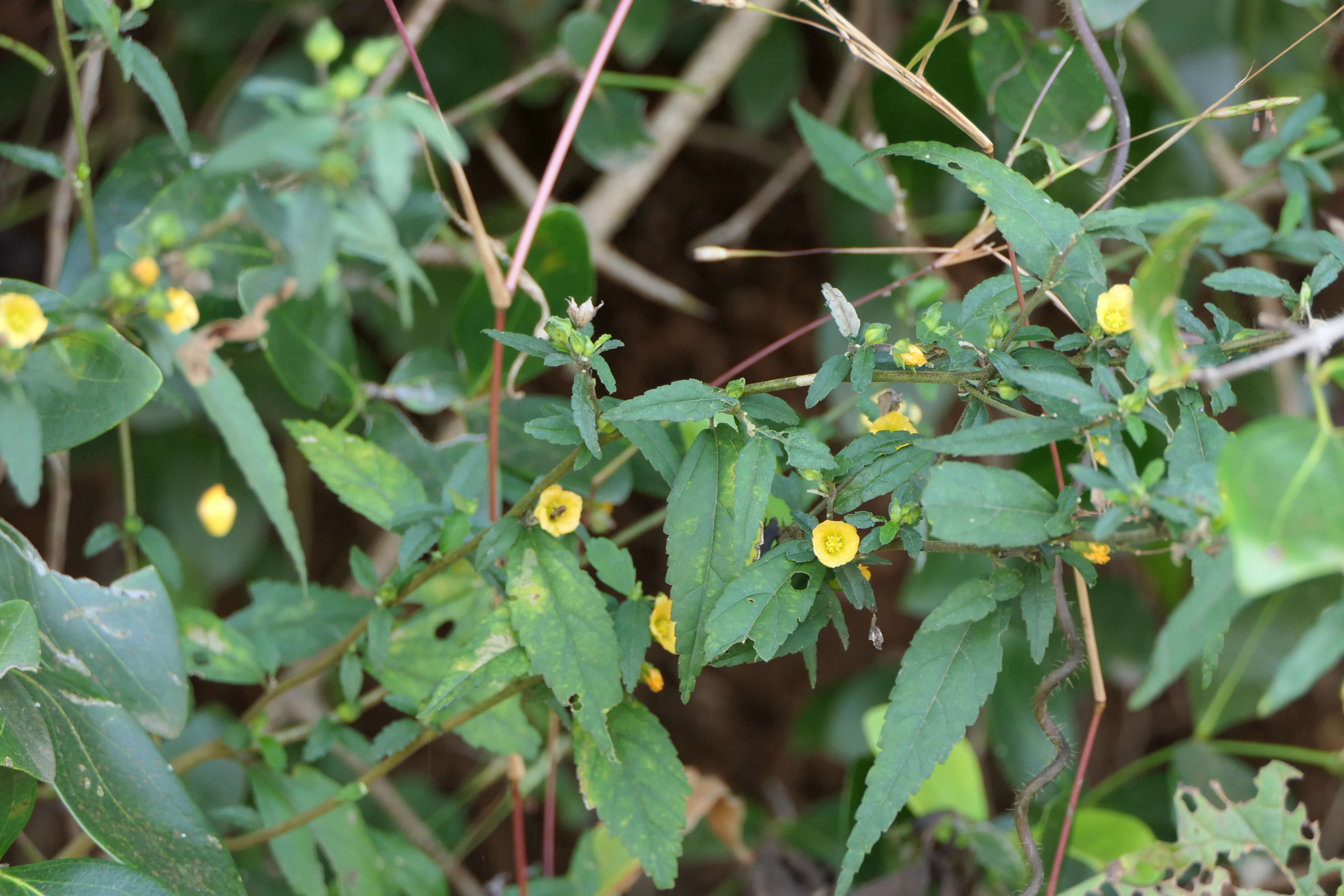 Imagem de Sida rhombifolia L.