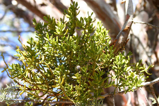 Image de Phoradendron bolleanum (Seem.) Eichl.