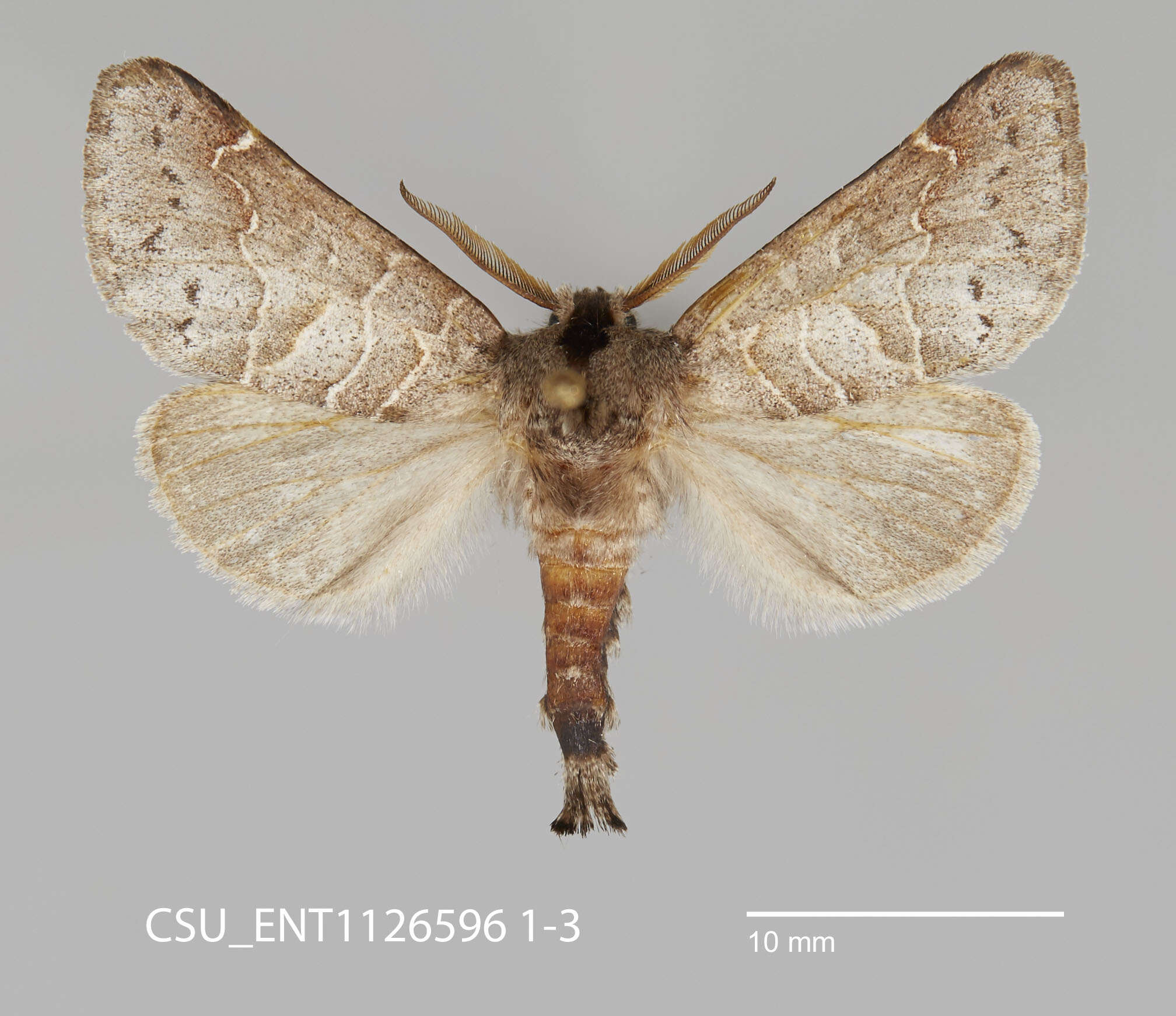 Image of Clostera paraphora Dyar 1921