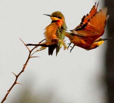 Image of Little Bee-eater