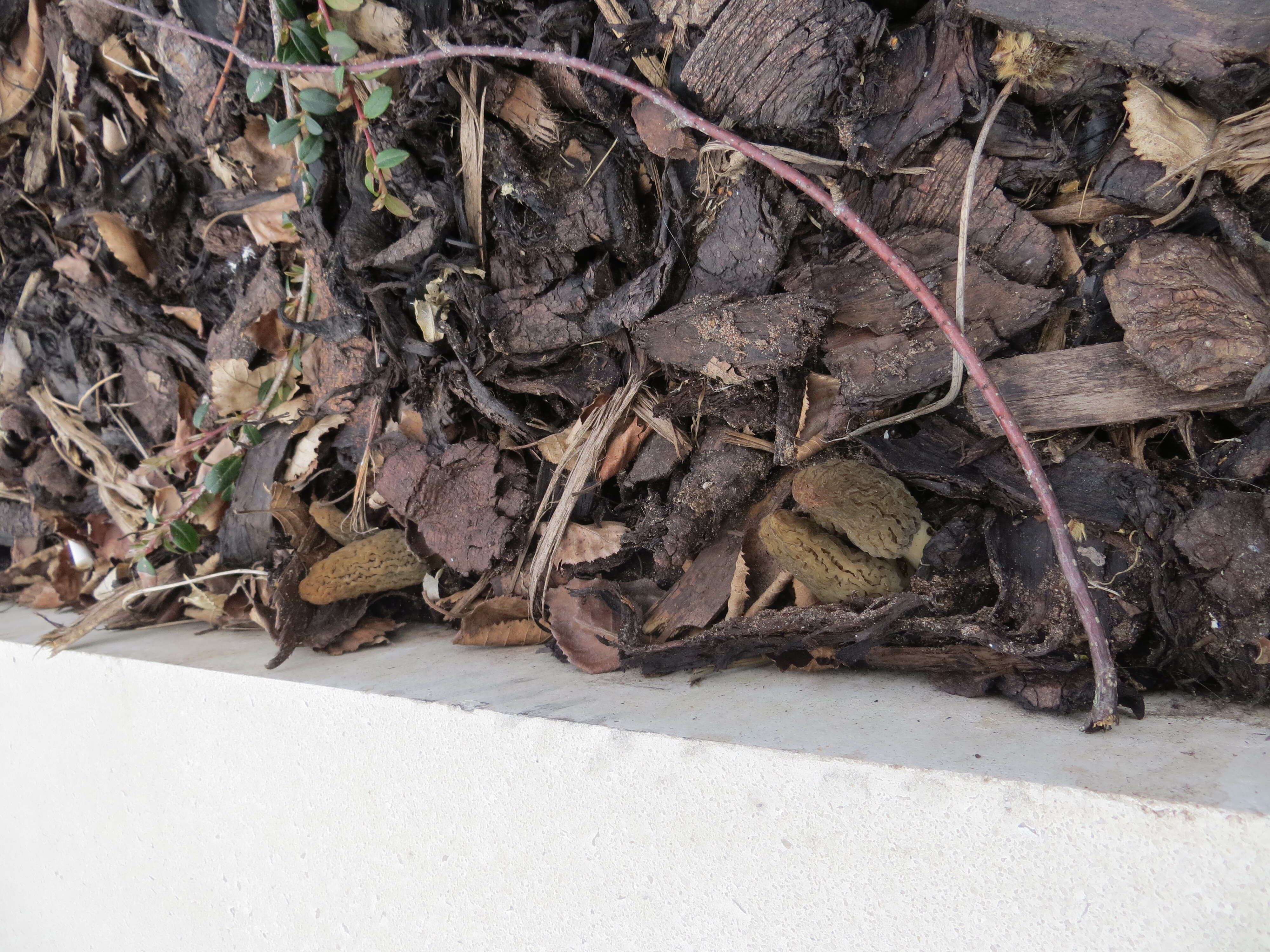 Image of Morchella importuna M. Kuo, O'Donnell & T. J. Volk 2012