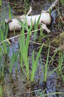 Image of yellow flag, yellow iris