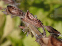 Imagem de Salvia glutinosa L.