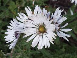 Image of Berkheya purpurea (DC.) Benth. & Hook. fil. ex Mast.