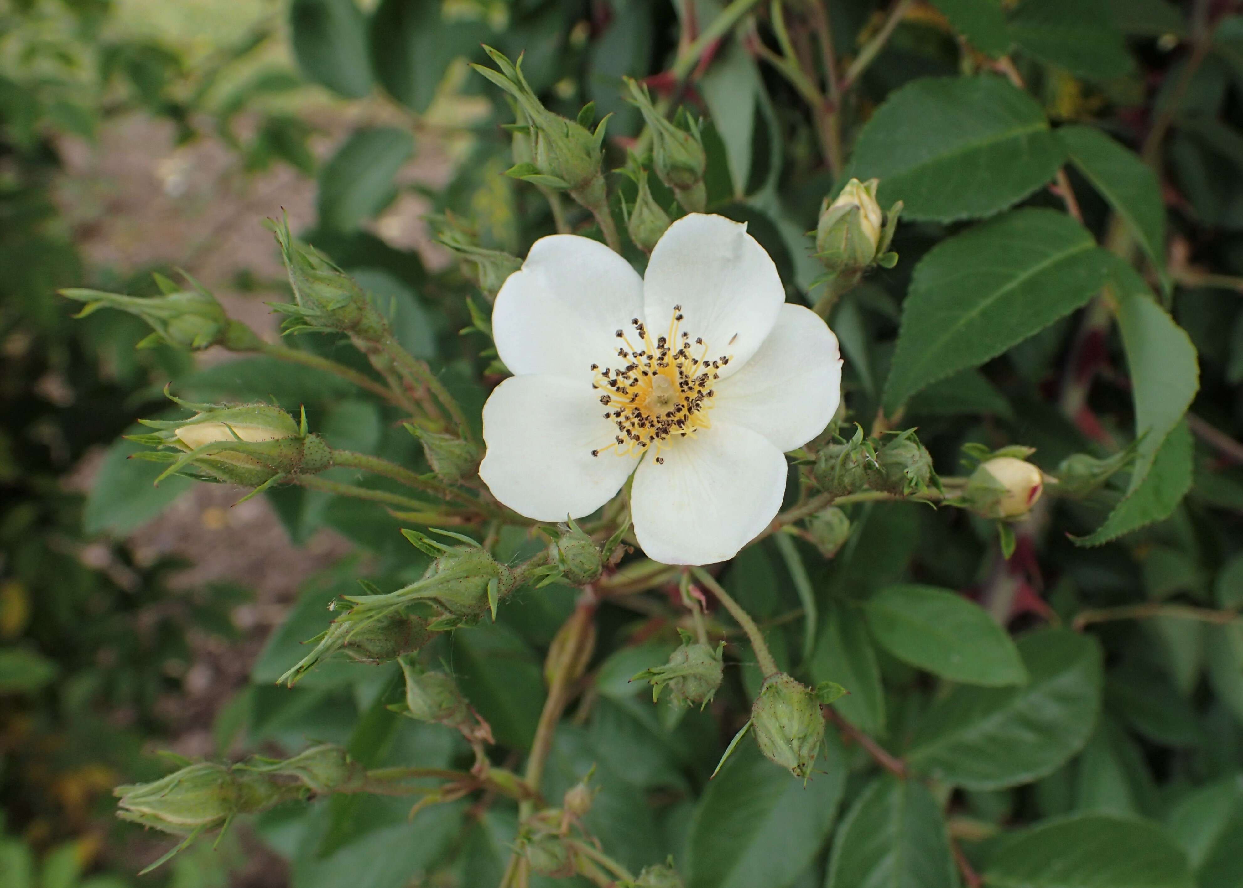 Image of climbing rose