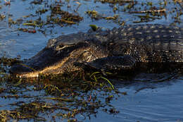 Image of alligators