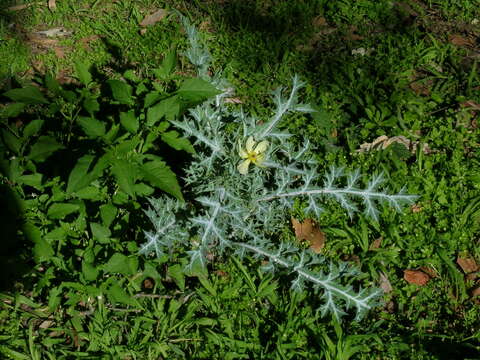 Imagem de Argemone ochroleuca Sweet