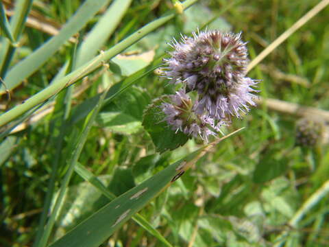 Image of Water Mint