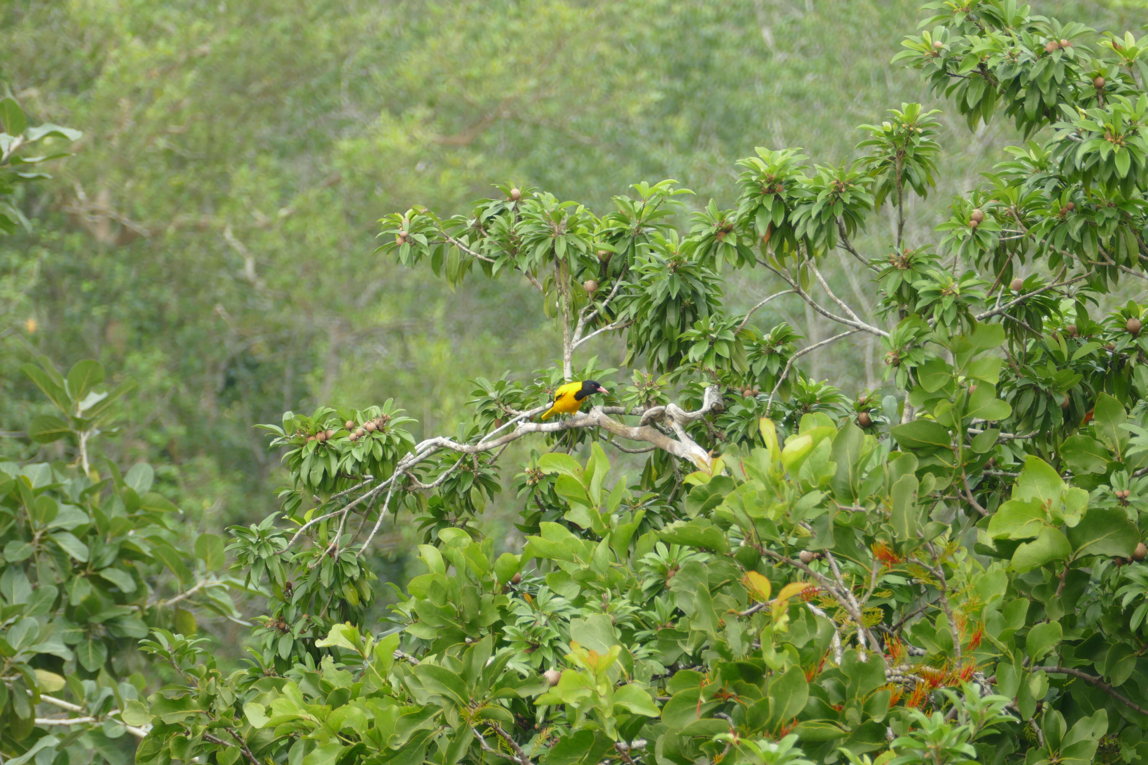 Image of Yellow Oriole