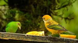 Image of Silver-throated Tanager