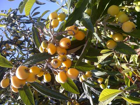 Image of loquat