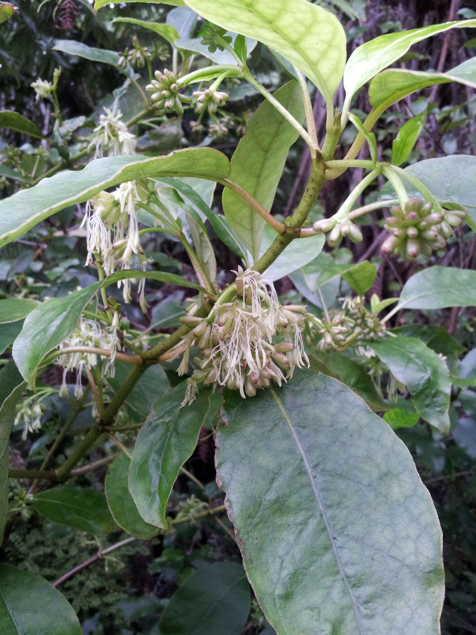 Image of Coprosma grandifolia Hook. fil.