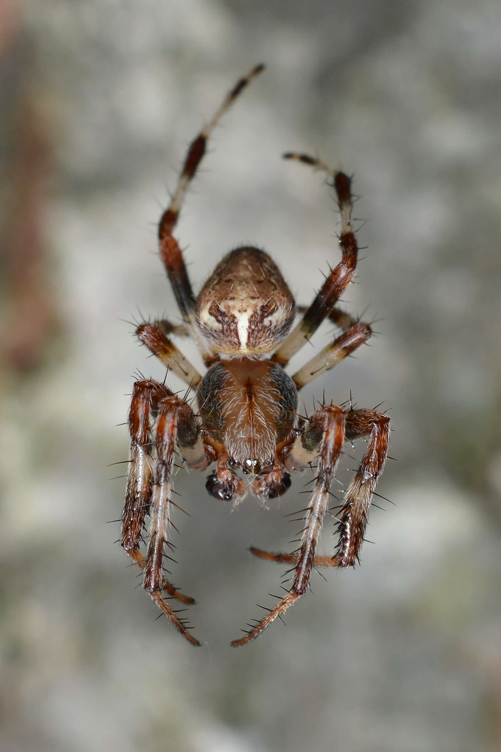 Image of Angulate & Roundshouldered Orbweaver