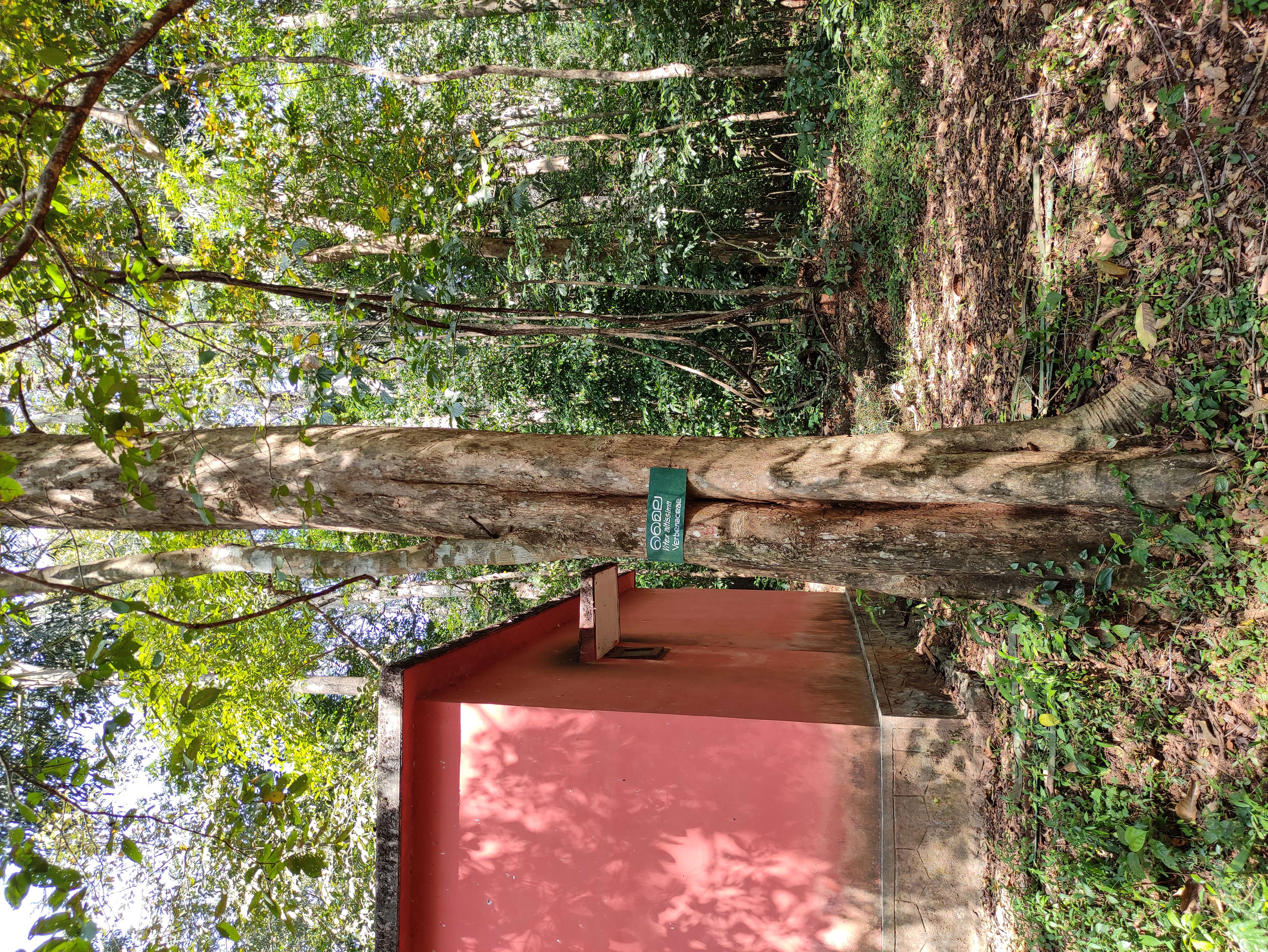 Image of Vitex altissima L. fil.