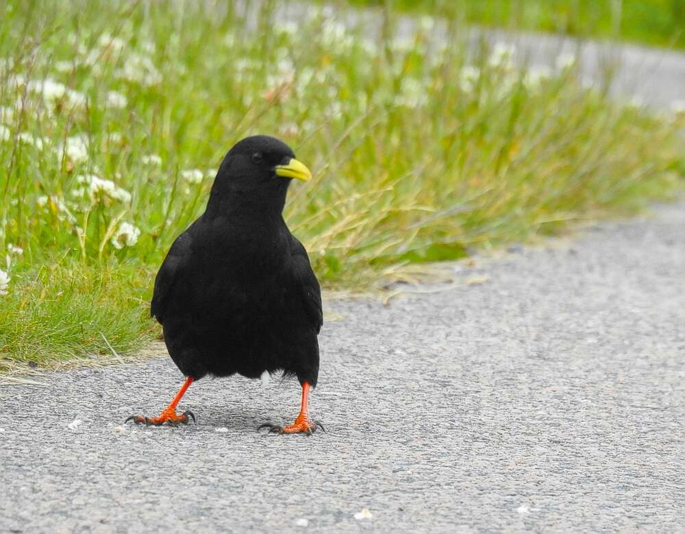 Image of Alpine Chough