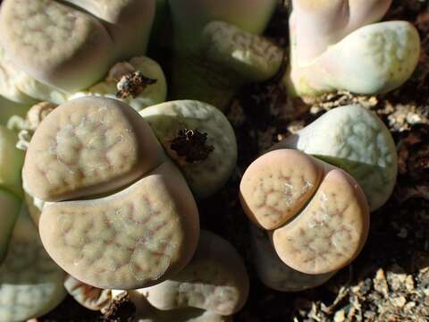 Image of Lithops schwantesii Dinter