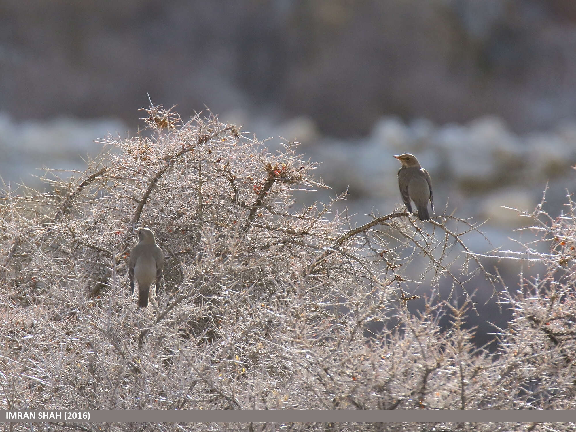 Image of Black-throated Thrush