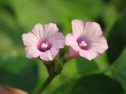 Plancia ëd Ipomoea triloba L.