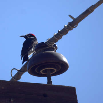 Image of Acorn Woodpecker