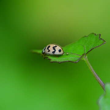 صورة Cheilomenes sexmaculata (Fabricius 1781)