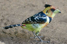 Image of Crested Barbet