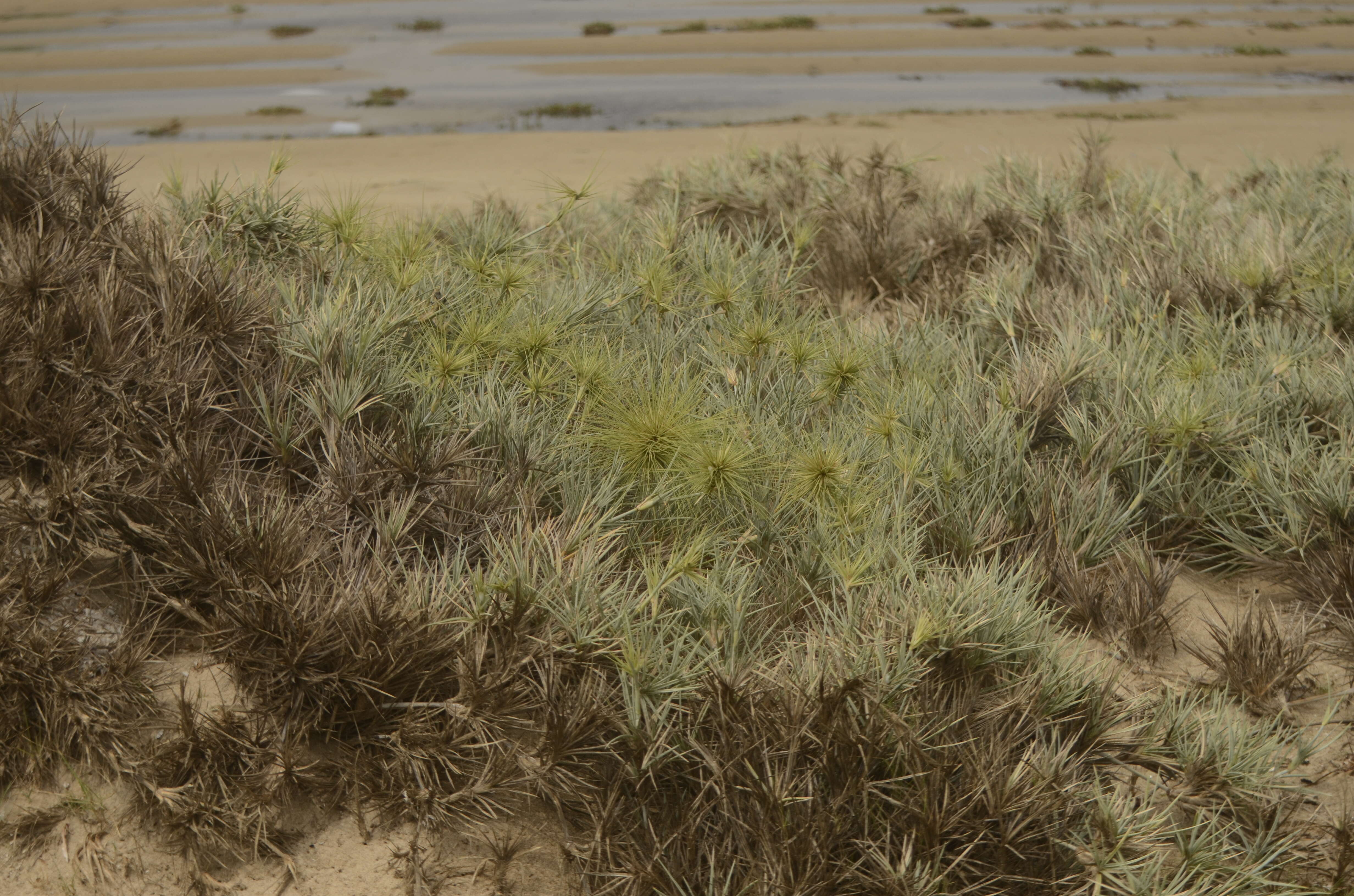 Image of Spinifex littoreus (Burm. fil.) Merr.