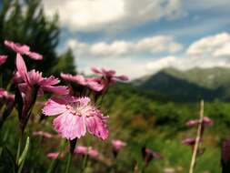 Image of Carpathian Glossy Pink