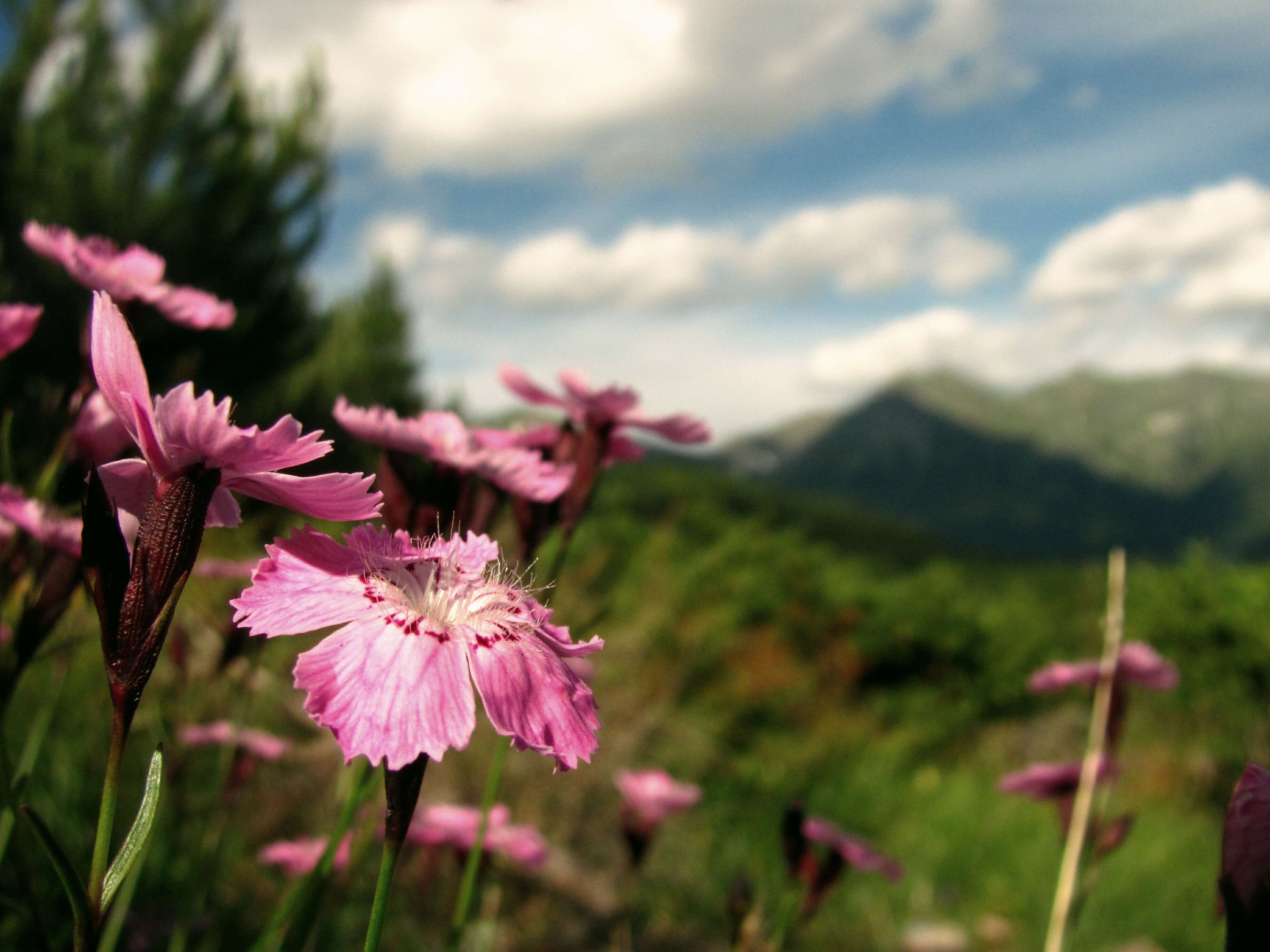 Image of Carpathian Glossy Pink