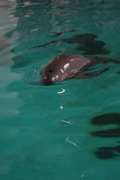 Image of Finless Porpoise