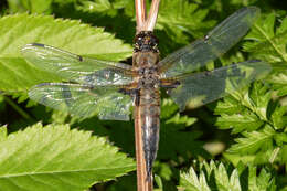 Image of Four-spotted Chaser