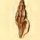 Image of Daphnella pessulata (Reeve 1843)