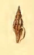 Image de Daphnella pessulata (Reeve 1843)