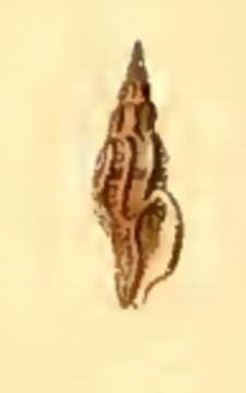 Image of Daphnella pessulata (Reeve 1843)