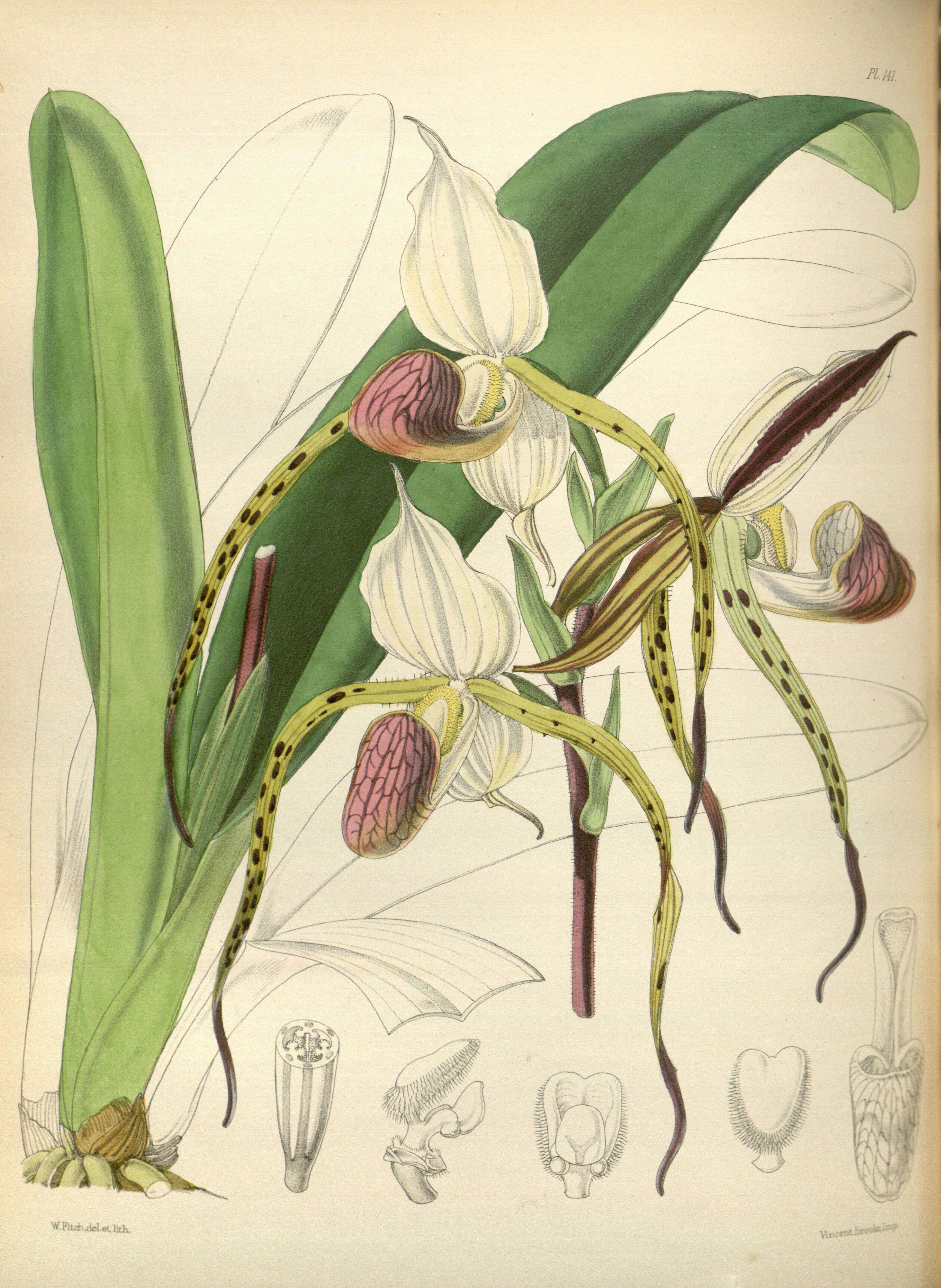 Image de Paphiopedilum stonei (Hook.) Stein