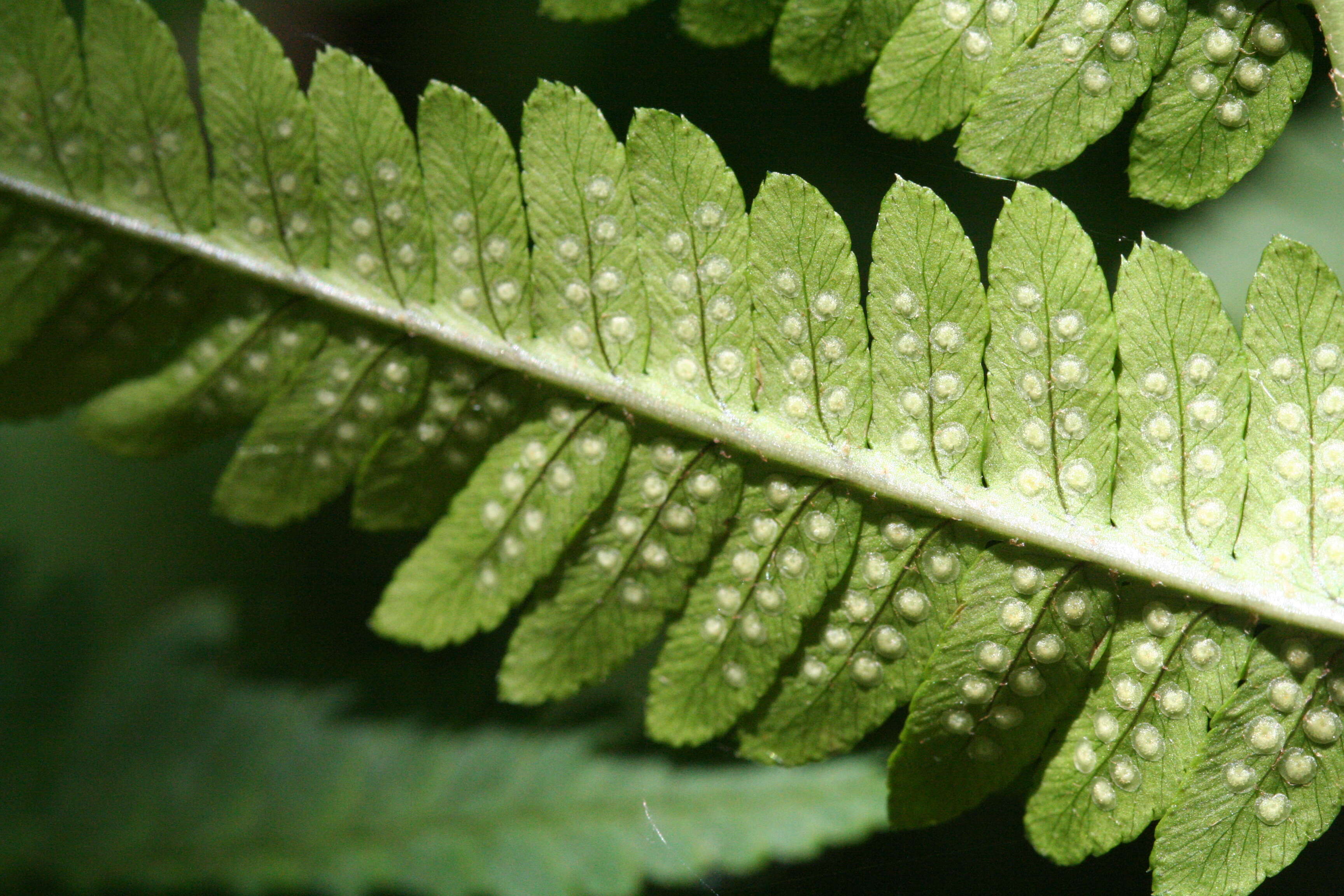 Image of Dryopteris goldieana