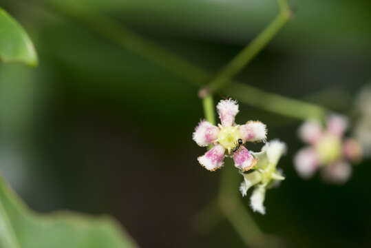 Image of Euonymus cochinchinensis Pierre