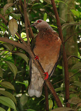 Imagem de Ducula rufigaster (Quoy & Gaimard 1832)