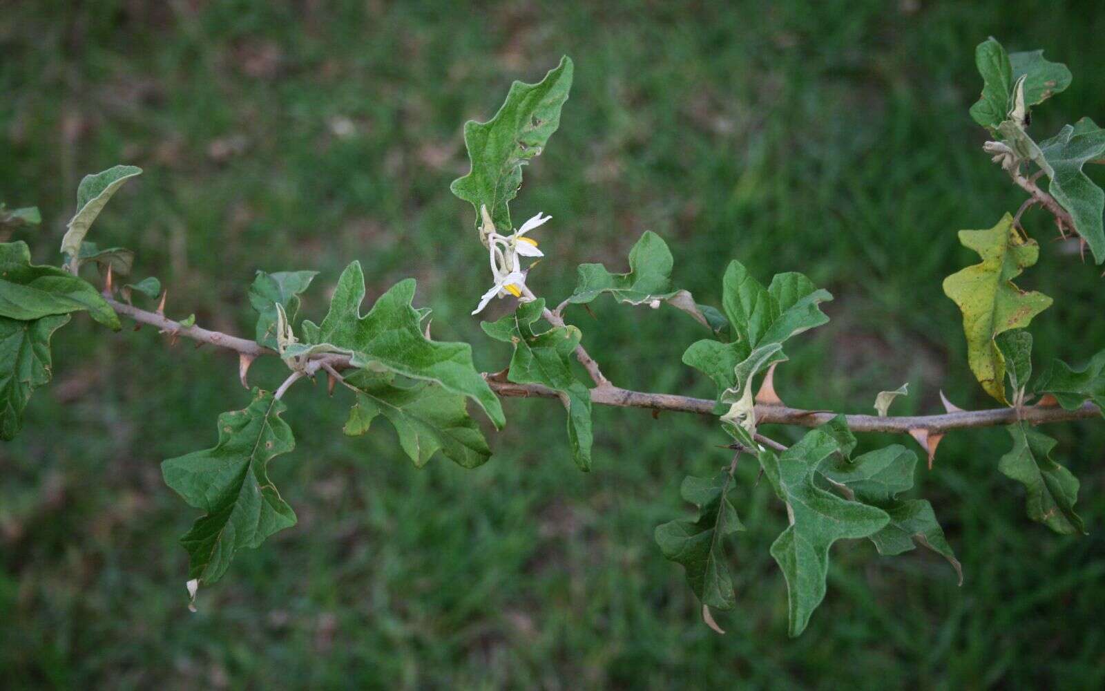 Plancia ëd Solanum aculeastrum Dun.