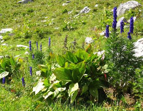 Слика од Aconitum napellus L.