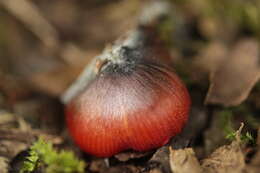 Image de Hygrophore conique