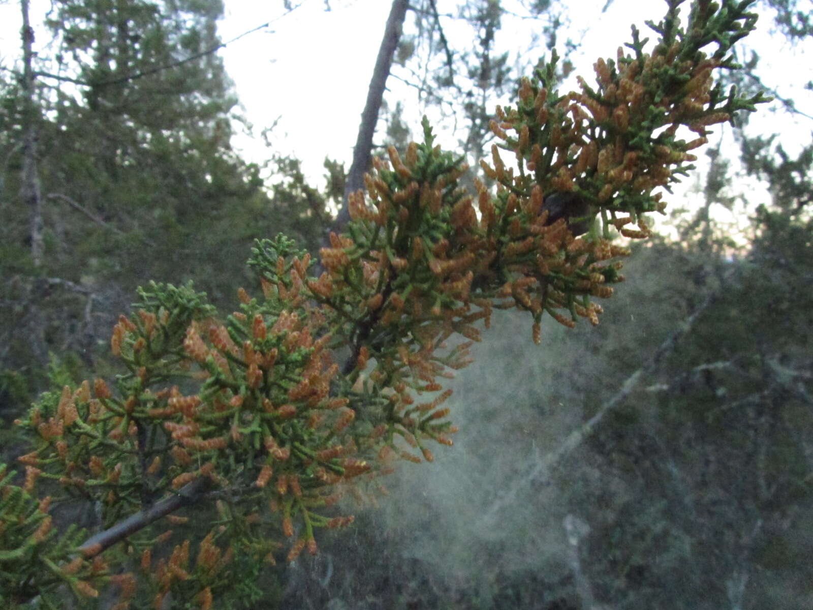 Cupressus goveniana var. abramsiana (C. B. Wolf) Little resmi