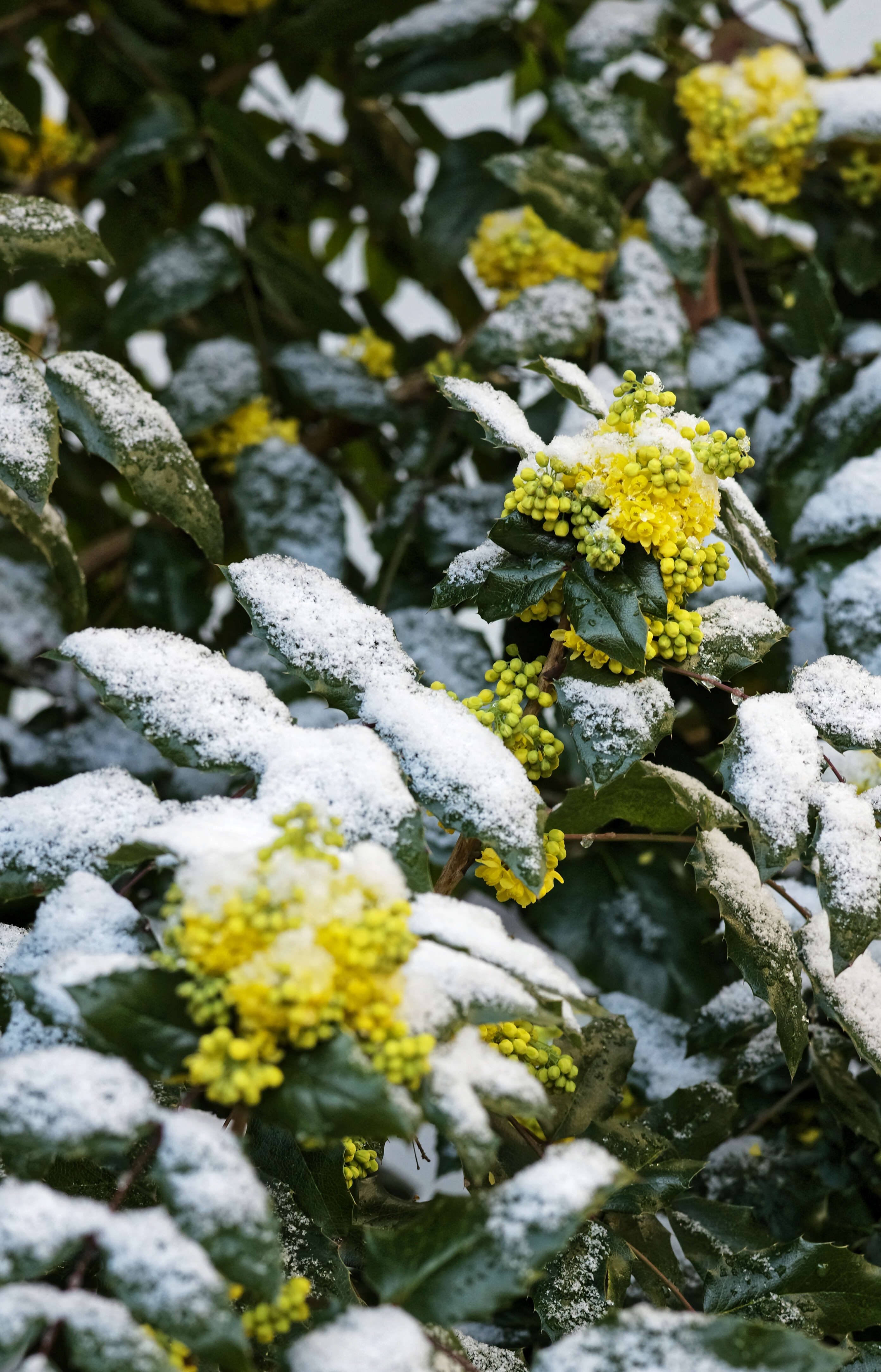 Image of Hollyleaved barberry