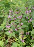 Image of spotted dead-nettle